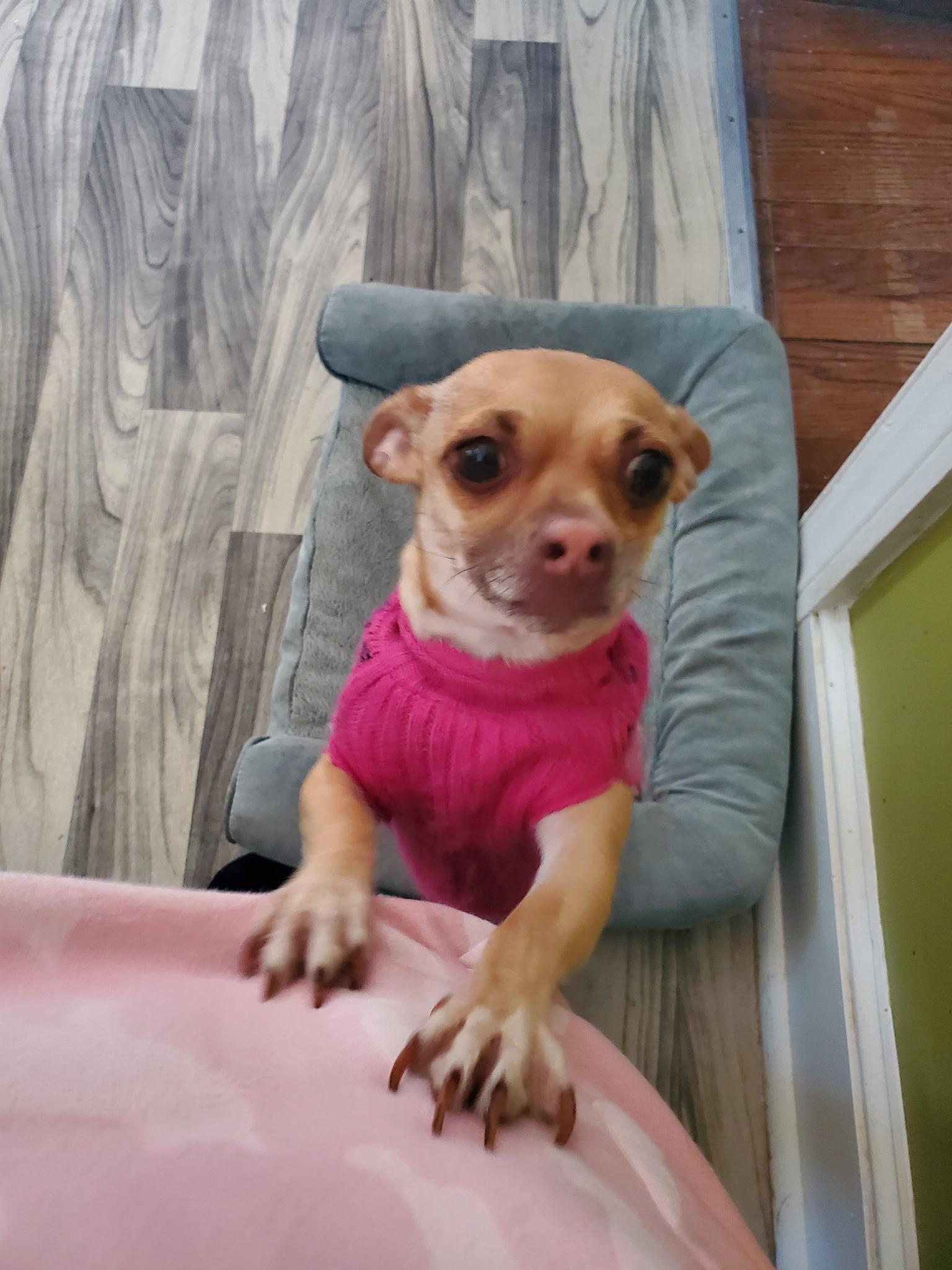Enlarge Tiny, a Adoptable Chihuahua in North Chesterfield, VA image 1/3
