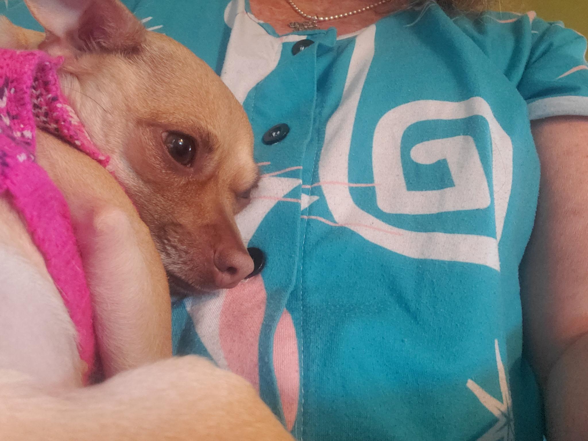 Enlarge Tiny, a Adoptable Chihuahua in North Chesterfield, VA image 2/3