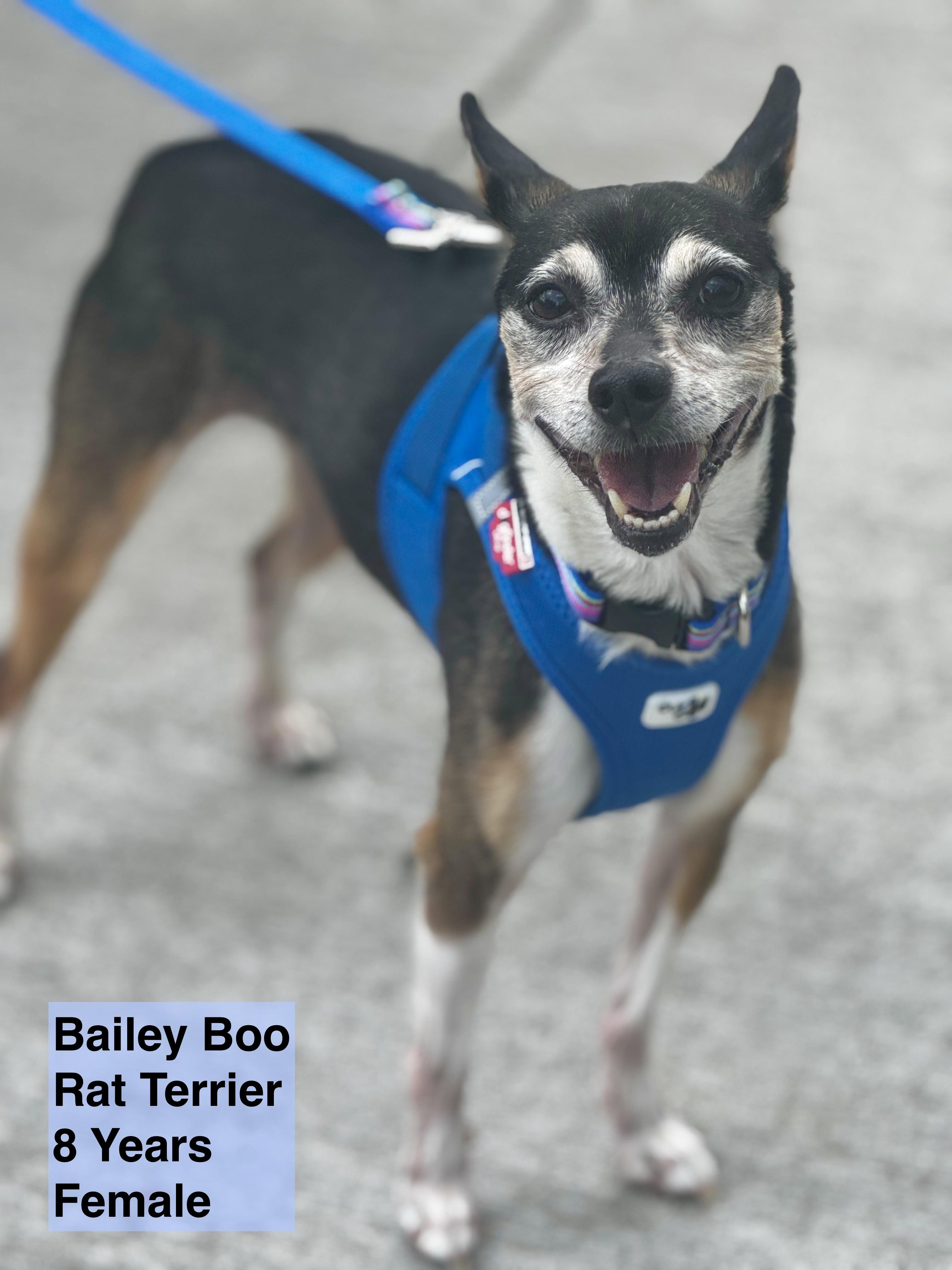 Bailey Boo