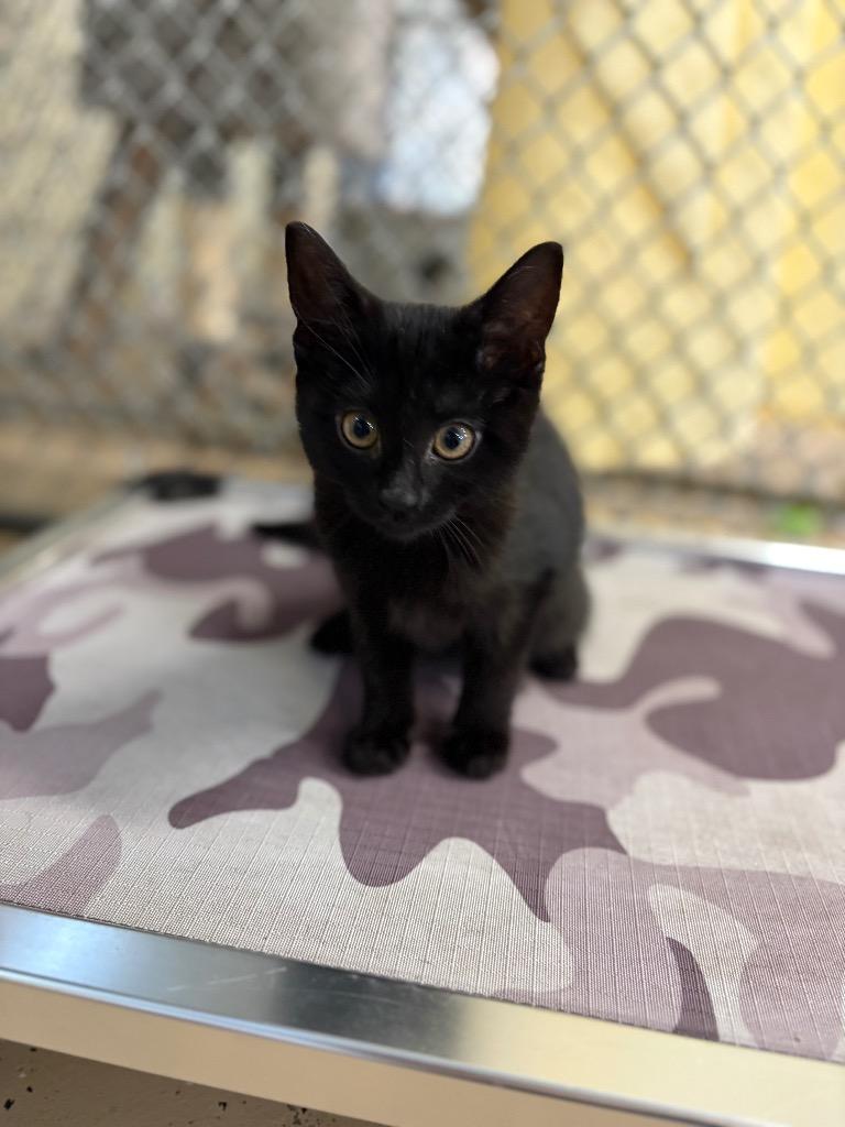 Enlarge Peridot, a Adoptable mixed breed in Waverly, NY image 1/3