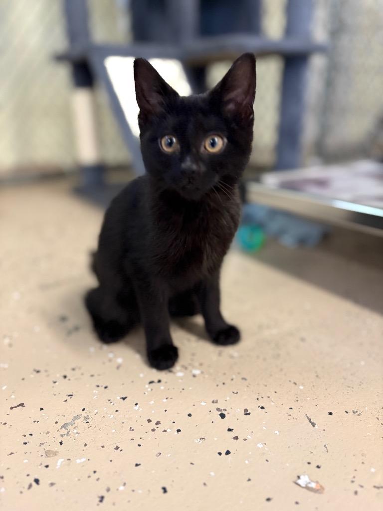 Enlarge Peridot, a Adoptable mixed breed in Waverly, NY image 2/3