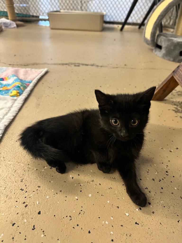 Peridot, Adoptable, Kitten Female Domestic Short Hair.