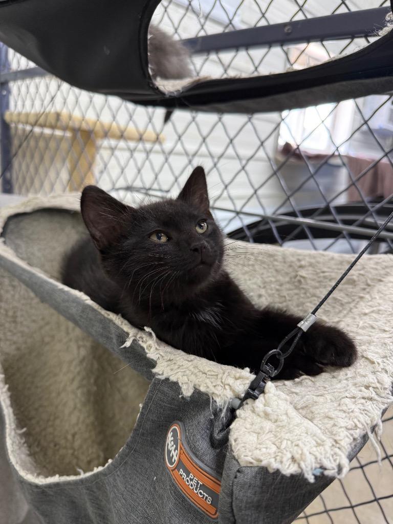 Tippy, Adoptable, Kitten Male Domestic Short Hair.