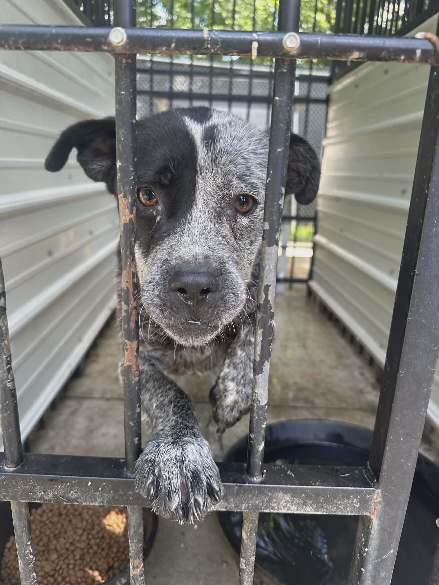Bindi, adopted, Young Female Australian Cattle Dog / Blue Heeler & Cattle Dog.