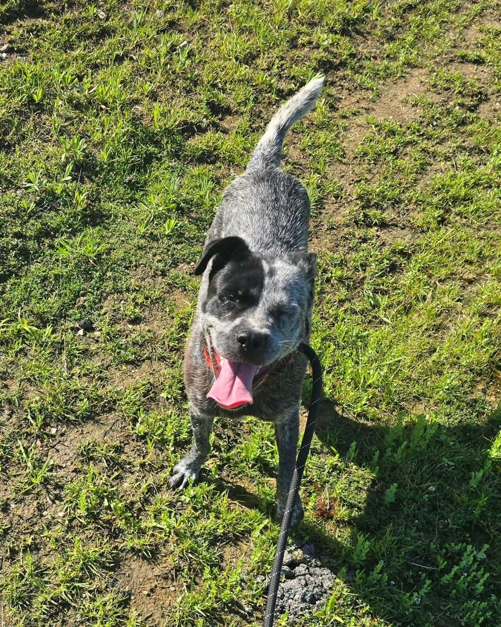 Bindi, an adopted mixed breed in Whitestown, IN image 2/2