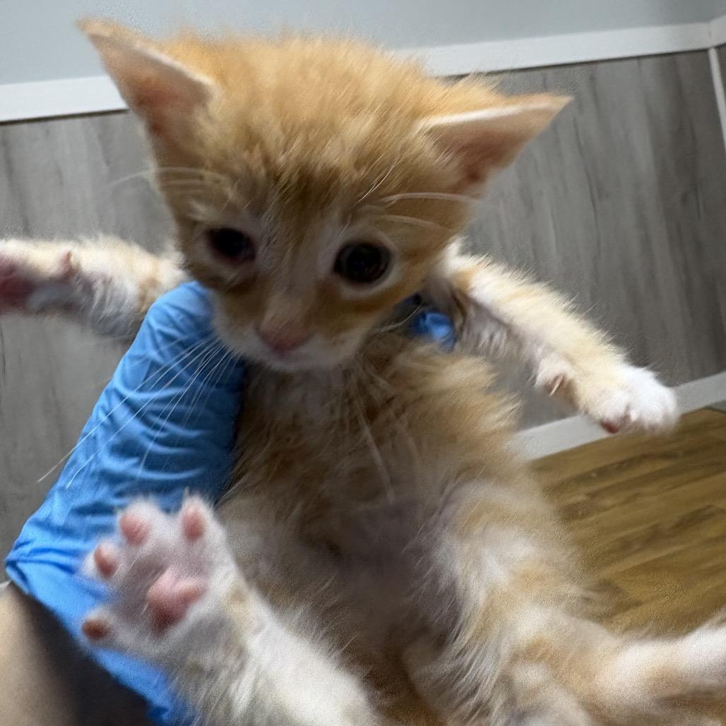 Bruno, Adoptable, Kitten Male Domestic Short Hair.