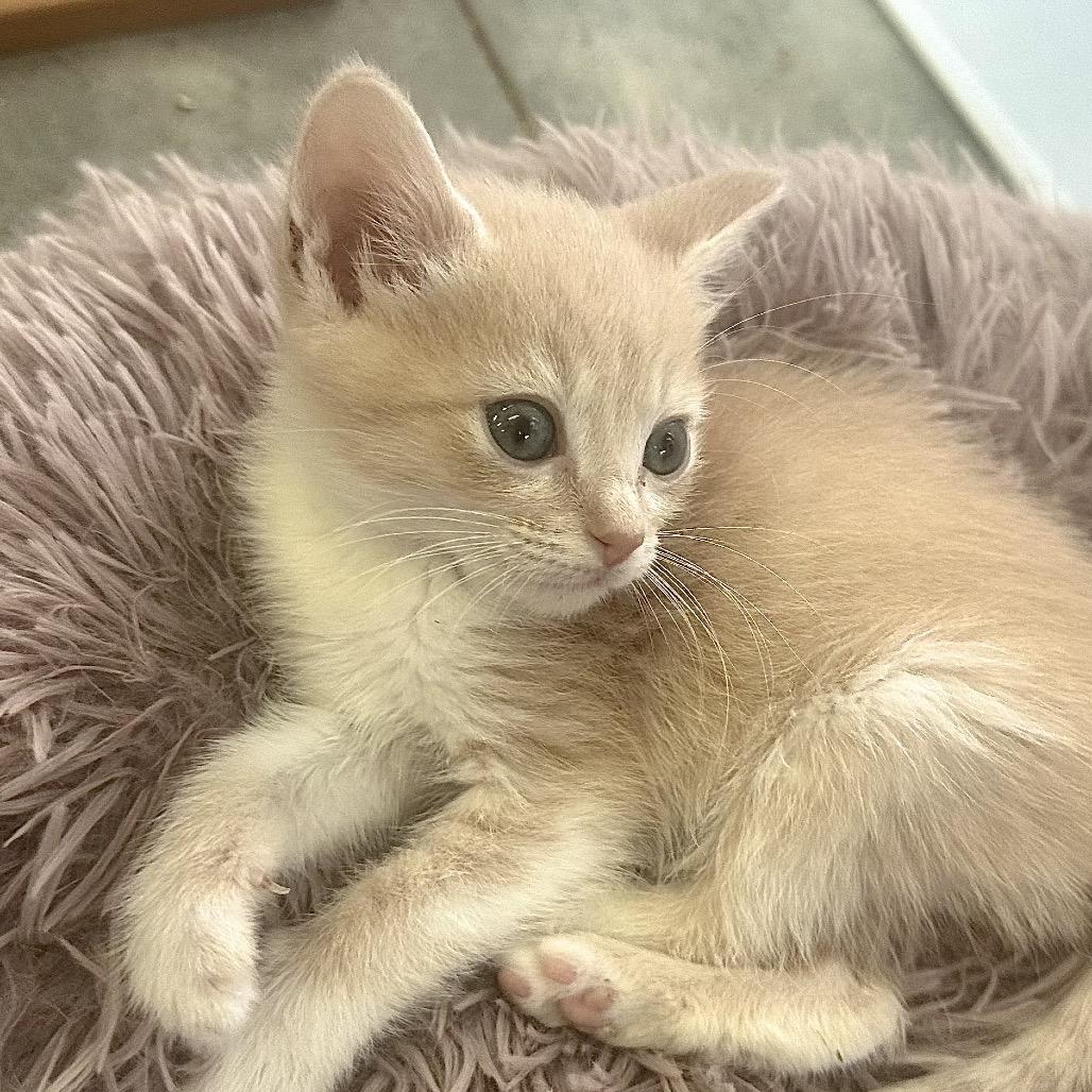 Bruno, a Adoptable Domestic Short Hair in Franklin, NC image 2/3