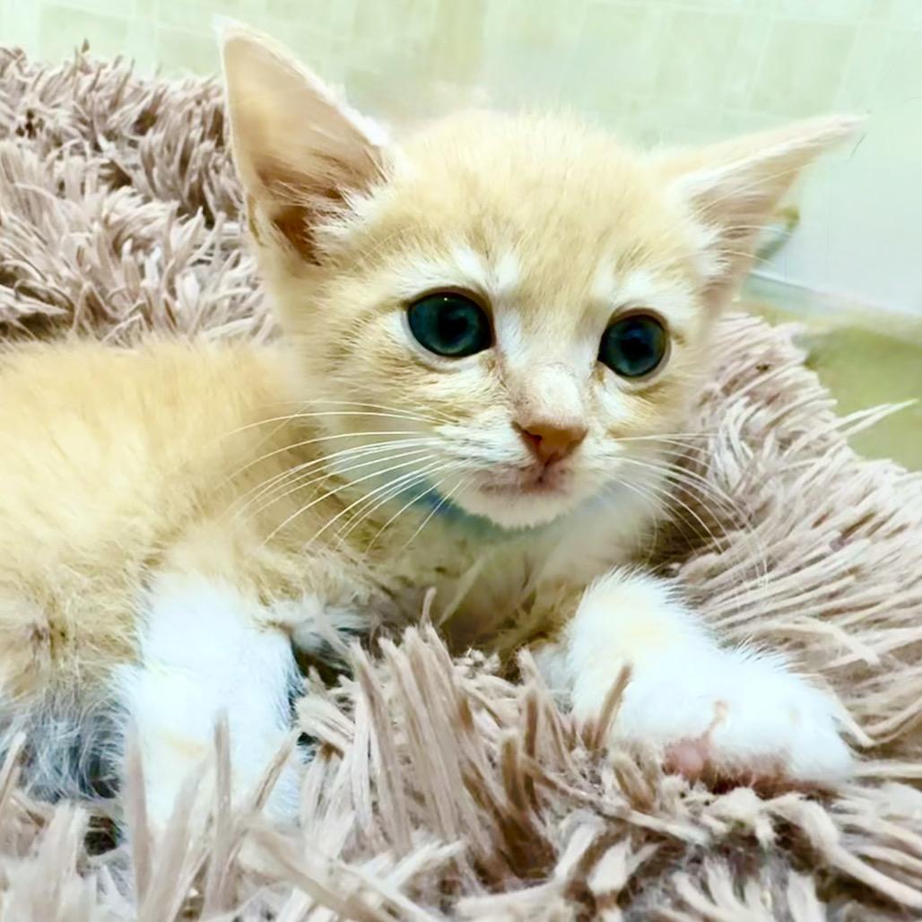 Bruno, a Adoptable Domestic Short Hair in Franklin, NC image 3/3