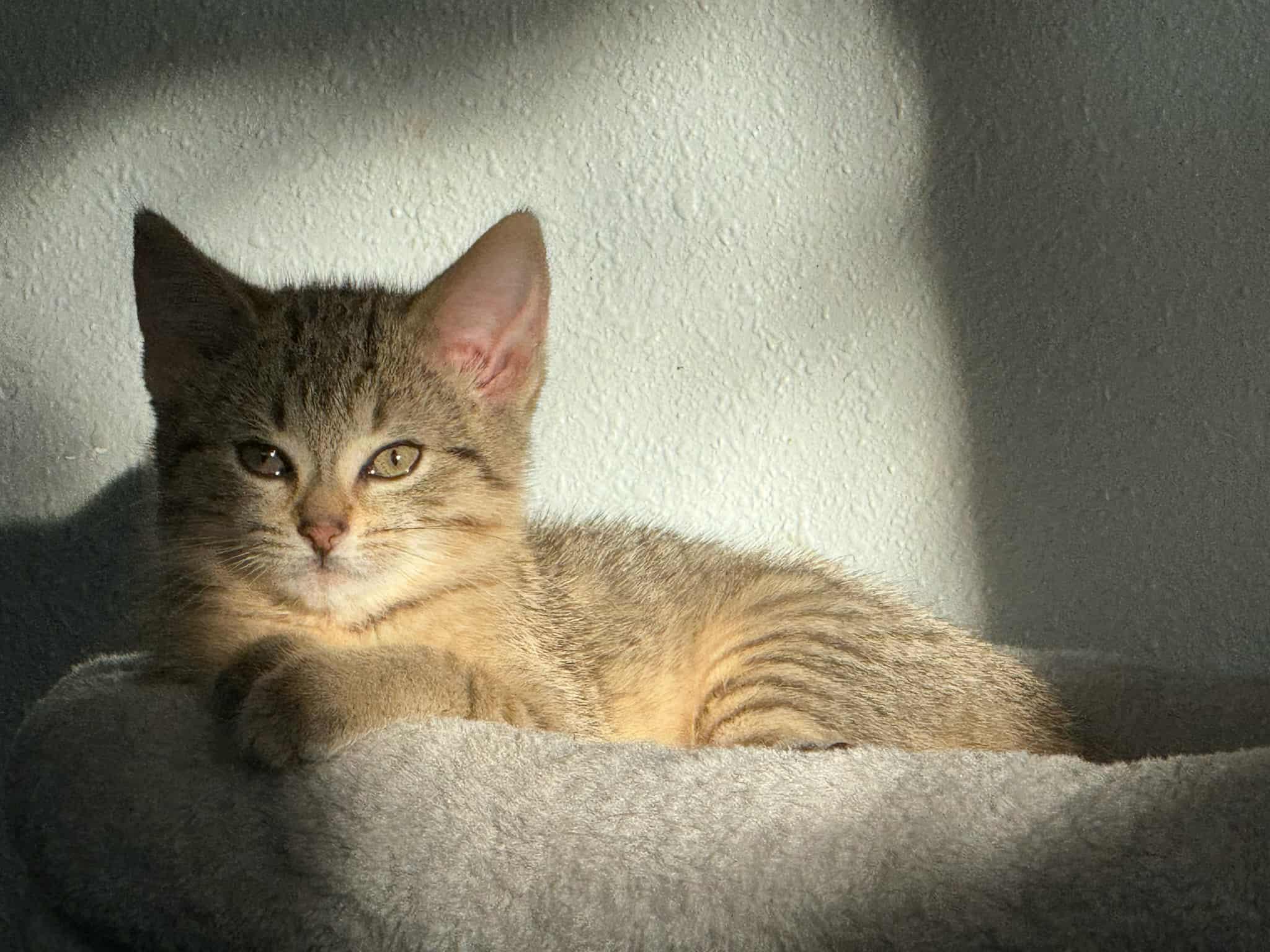 Tobi - COURTESY LISTING FOR OWNER