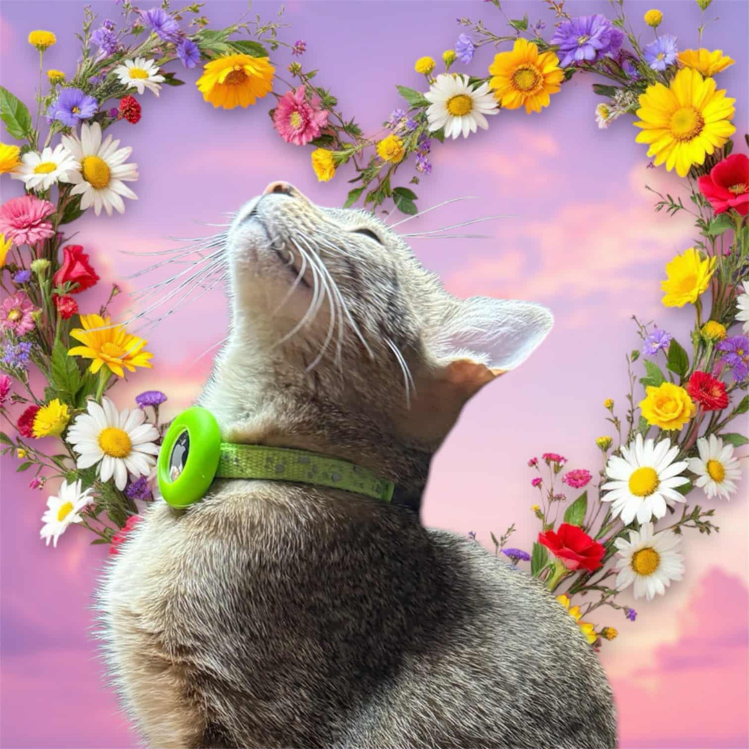 Enlarge Tobi - COURTESY LISTING FOR OWNER, a Adoptable Domestic Medium Hair in Valley City, ND image 2/4