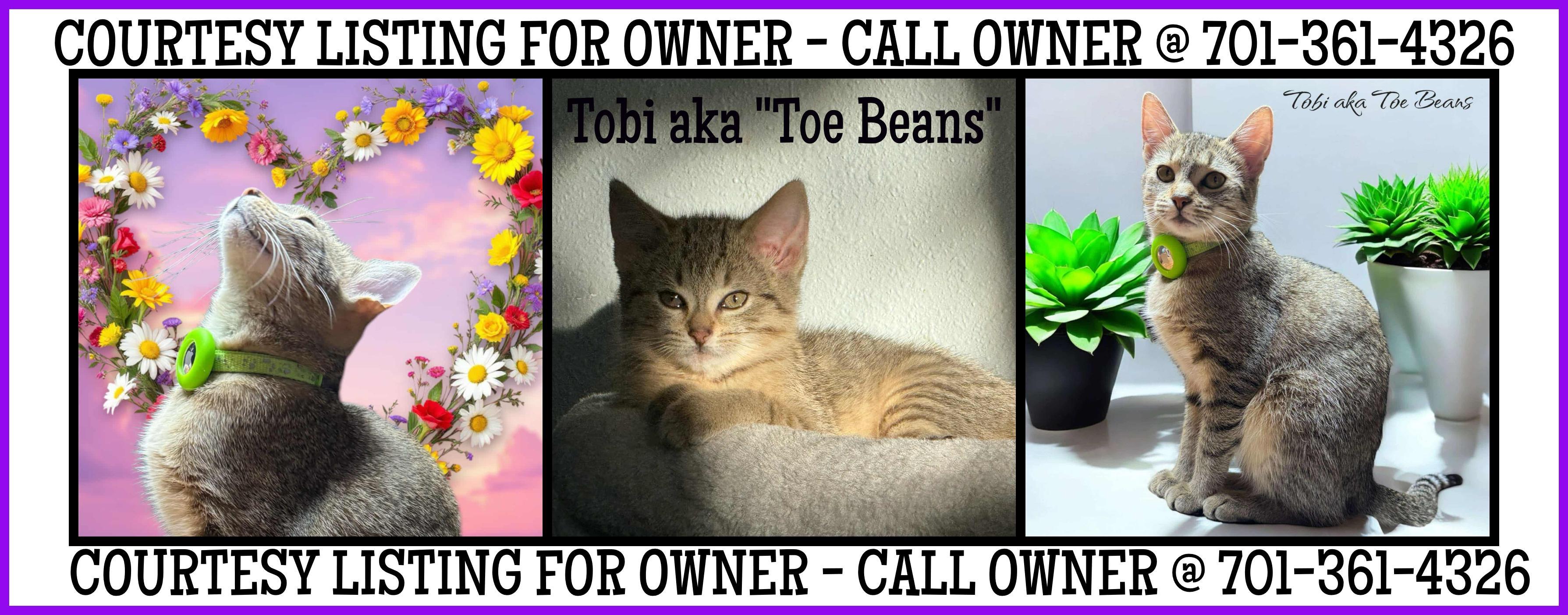 Enlarge Tobi - COURTESY LISTING FOR OWNER, a Adoptable Domestic Medium Hair in Valley City, ND image 3/4