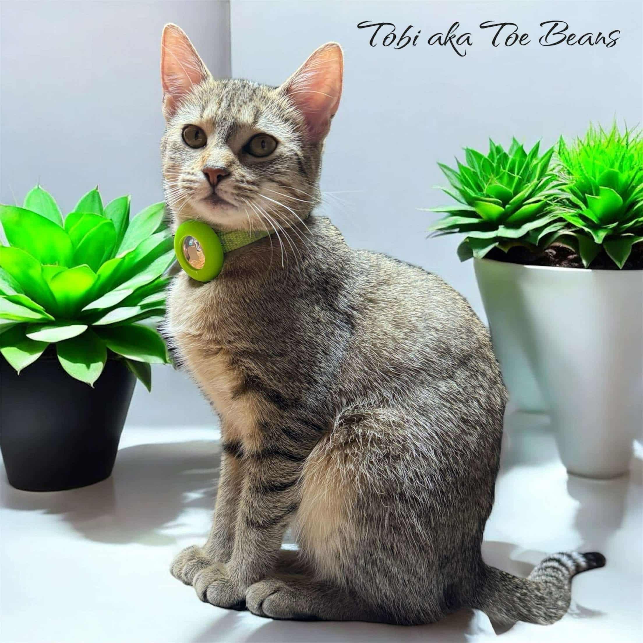 Tobi - COURTESY LISTING FOR OWNER