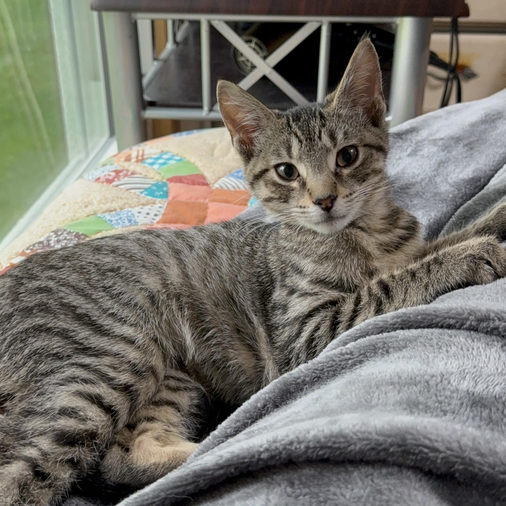 Keith, Adoptable, Kitten Male Domestic Short Hair.