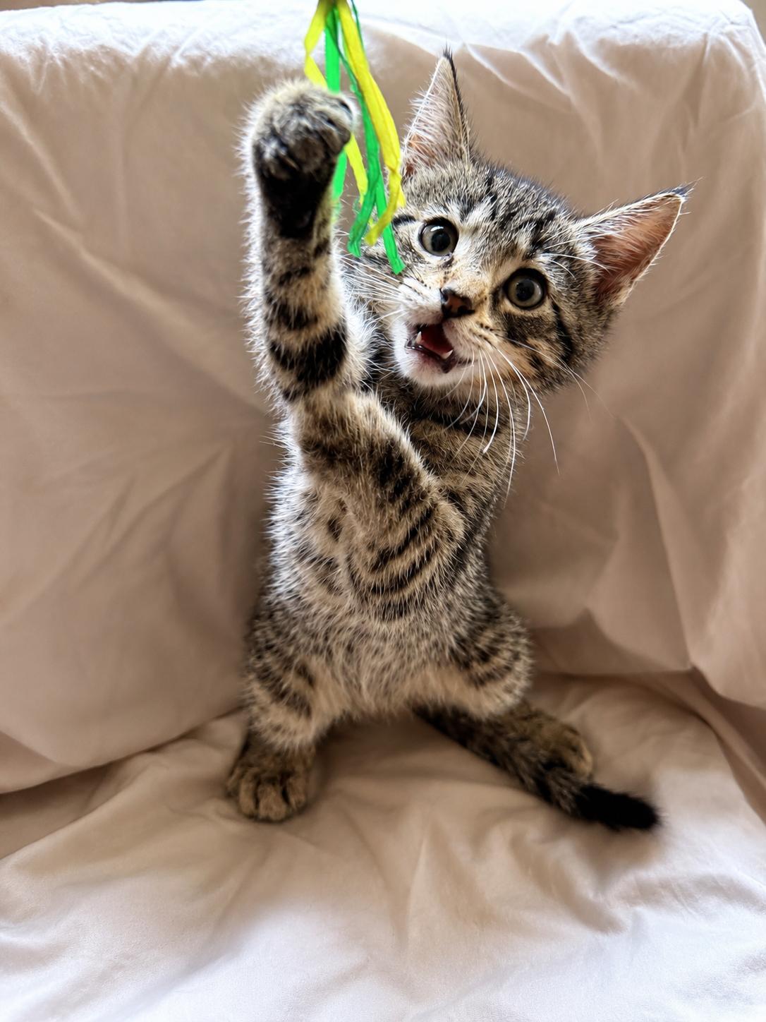 Enlarge Keith, a Adoptable Domestic Short Hair in Smicksburg, pa 16256, PA image 2/5