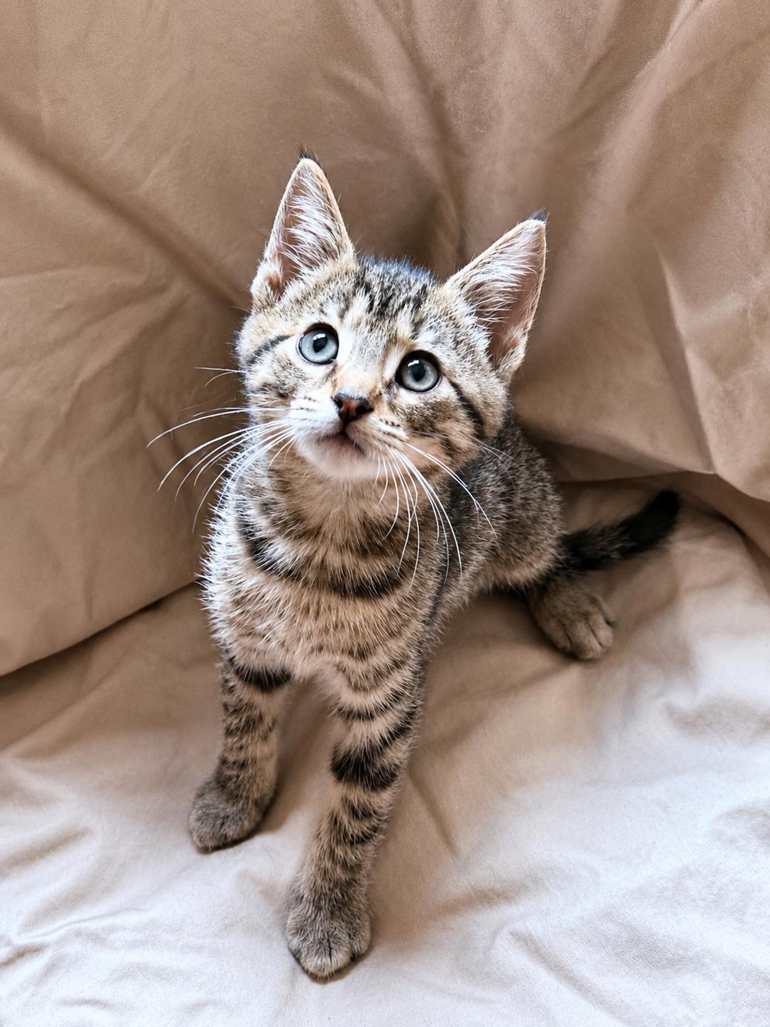 Enlarge Keith, a Adoptable Domestic Short Hair in Smicksburg, pa 16256, PA image 3/5