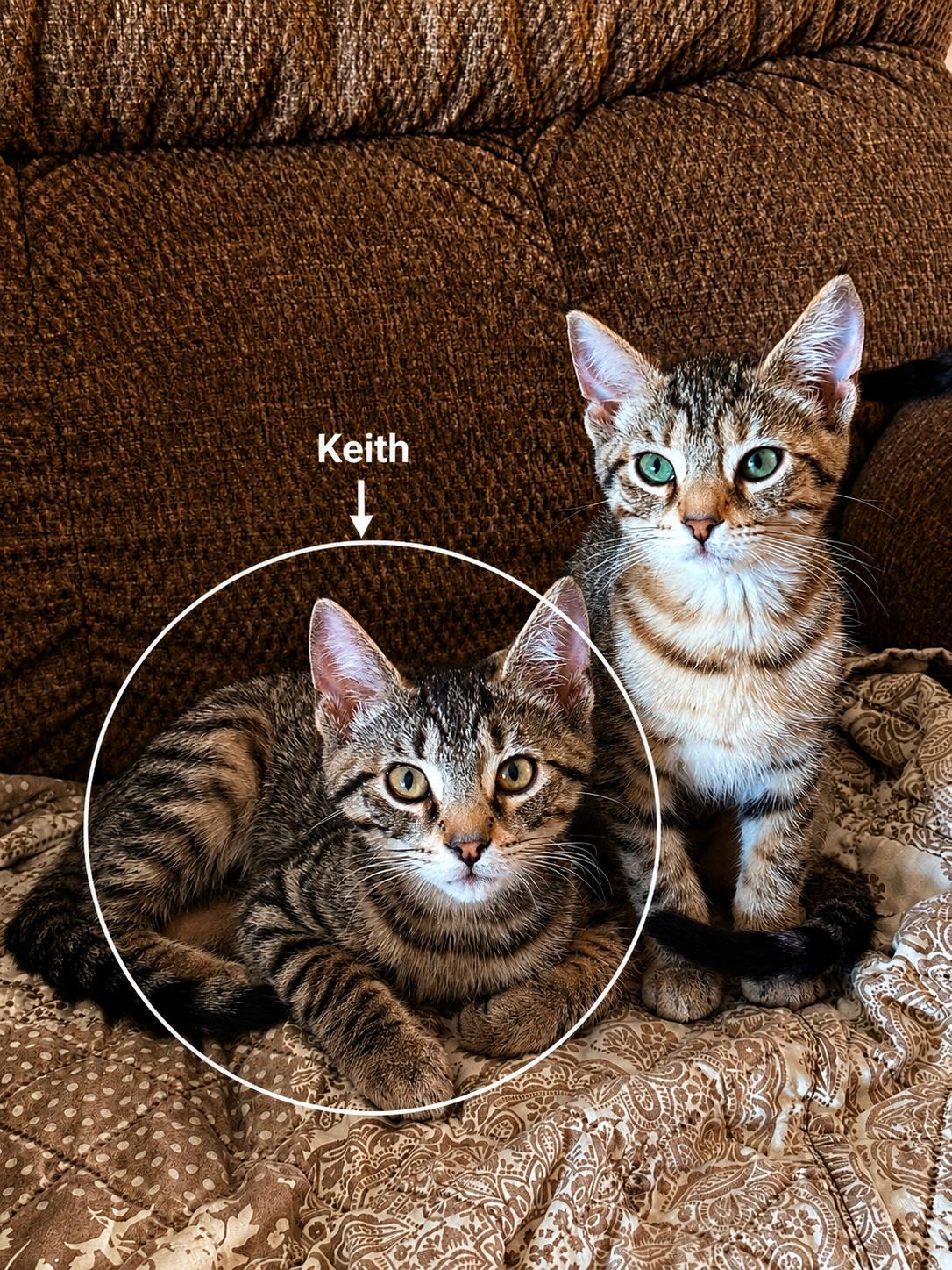 Enlarge Keith, a Adoptable Domestic Short Hair in Smicksburg, pa 16256, PA image 4/5