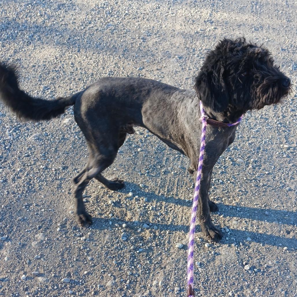 Maverick, Adoptable, Adult Male Sheep Dog & Poodle.