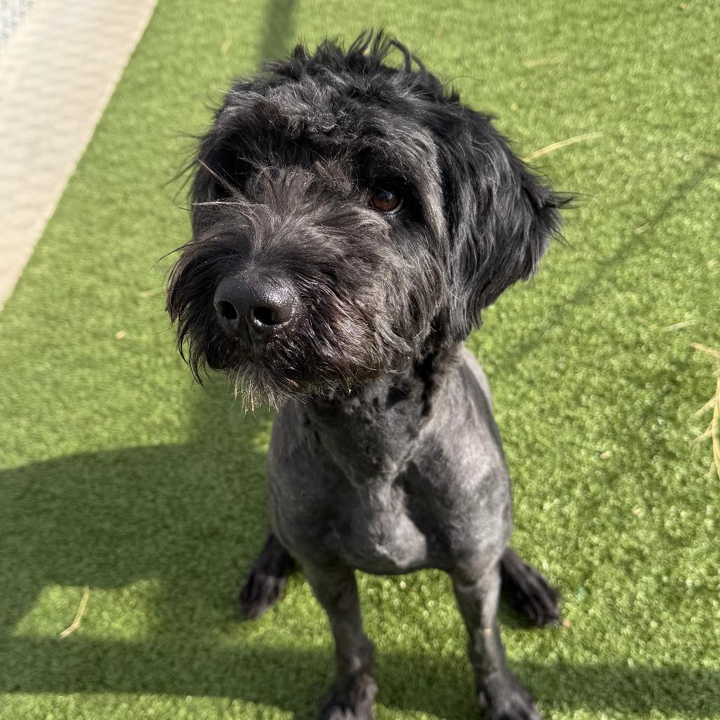 Enlarge Maverick, a Adoptable mixed breed in Cody, WY image 2/4