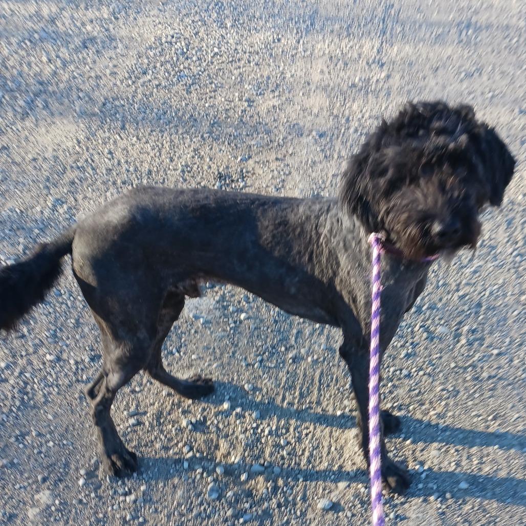 Enlarge Maverick, a Adoptable mixed breed in Cody, WY image 3/4