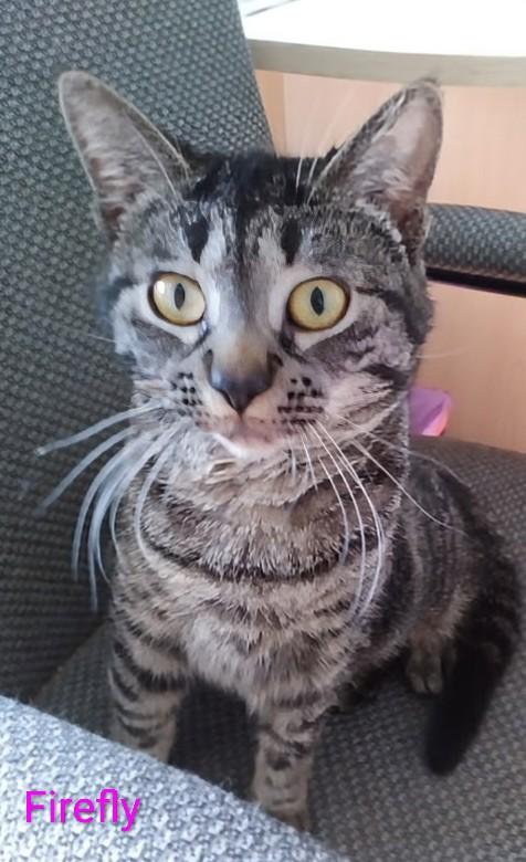 Firefly, Adoptable, Kitten Female Domestic Short Hair.