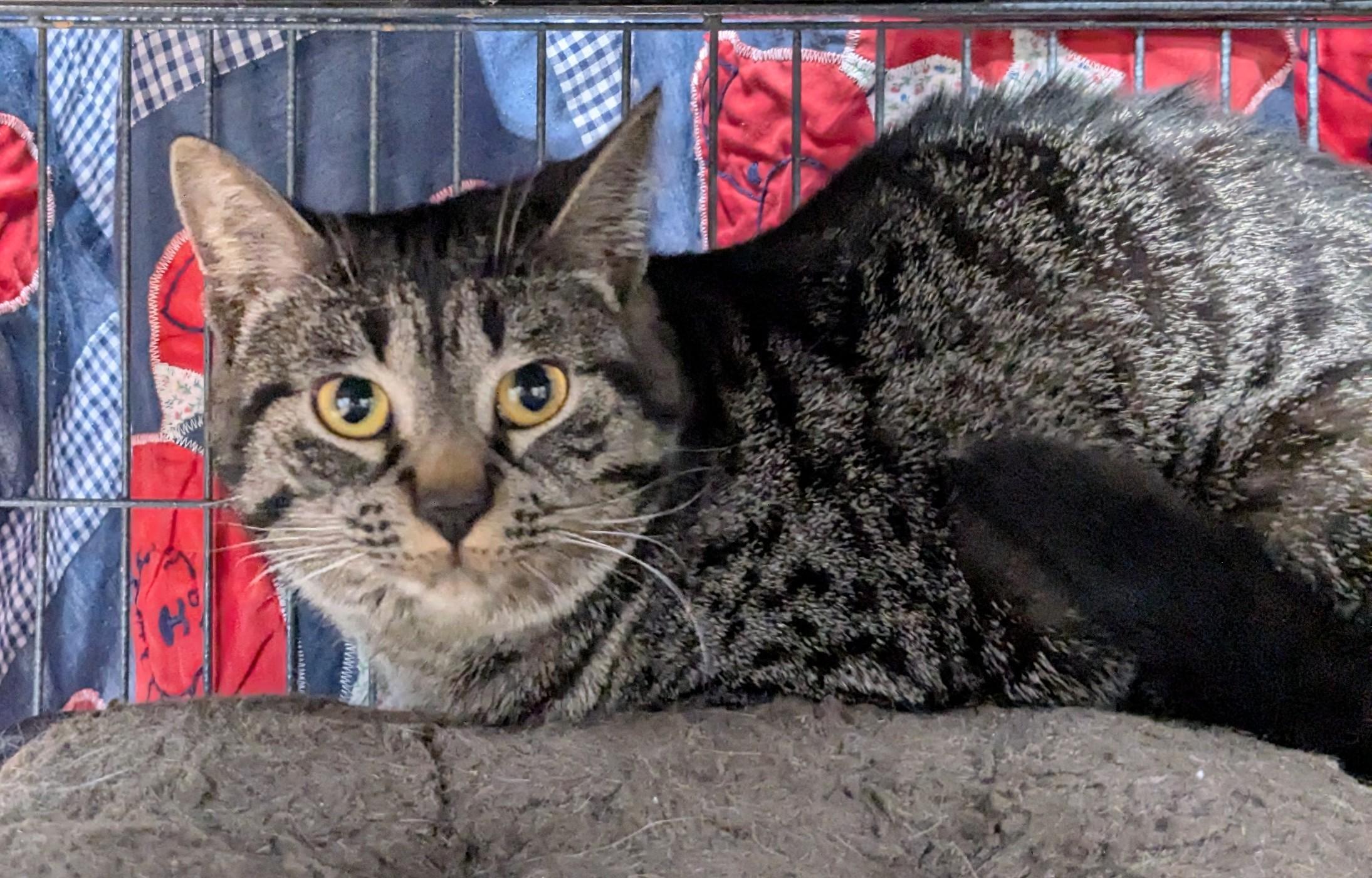 Enlarge Firefly, an adopted Domestic Short Hair in St Catharines, ON image 2/2