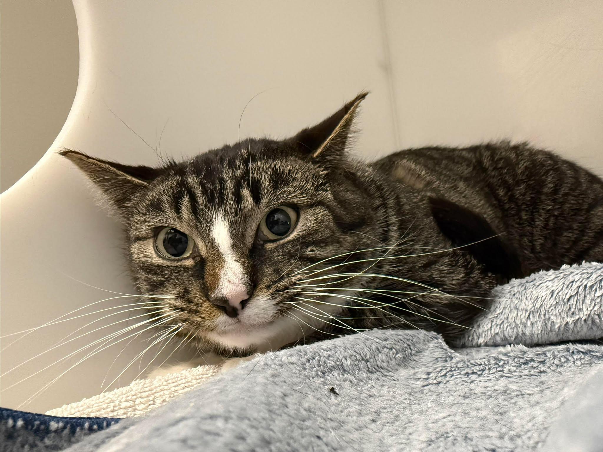 Enlarge BOBA, a ADOPTABLE mixed breed in Delson, QC image 1/1