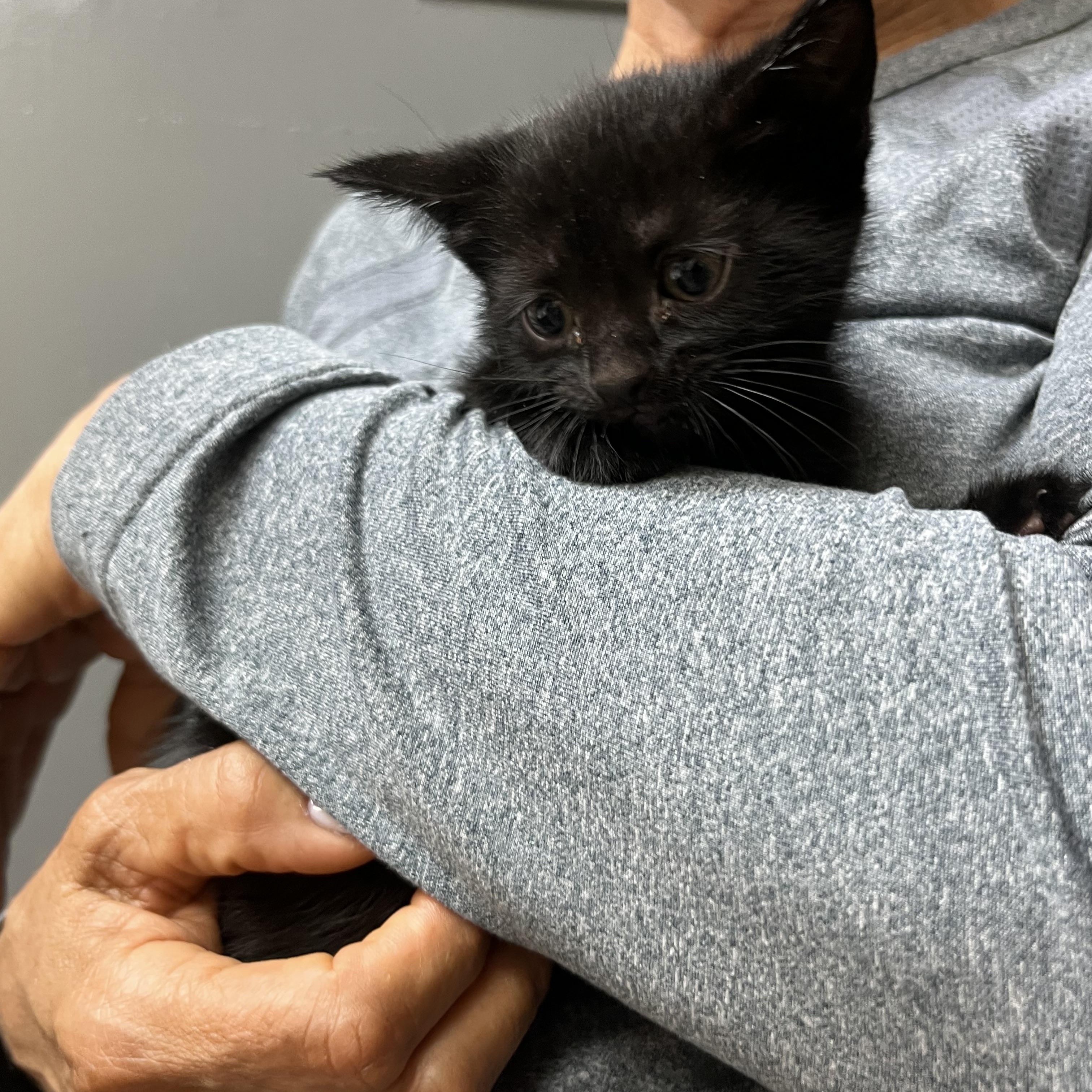 Enlarge Baby Bella, an adopted Domestic Short Hair in Parkland, FL image 2/3