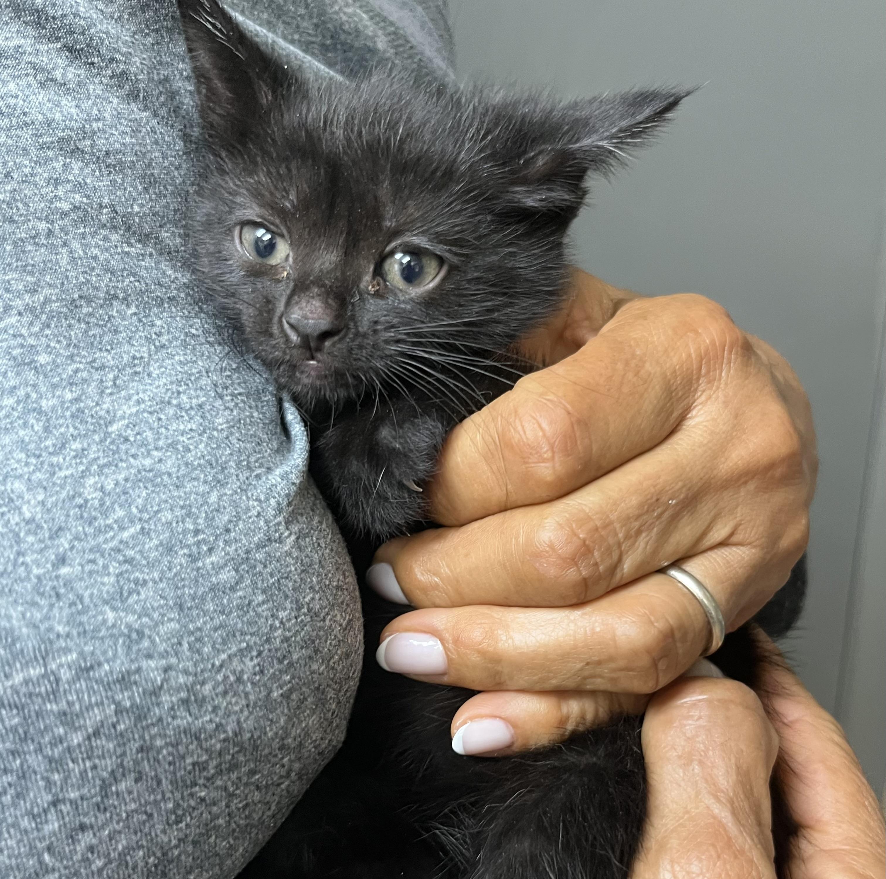 Enlarge Baby Bella, an adopted Domestic Short Hair in Parkland, FL image 1/3