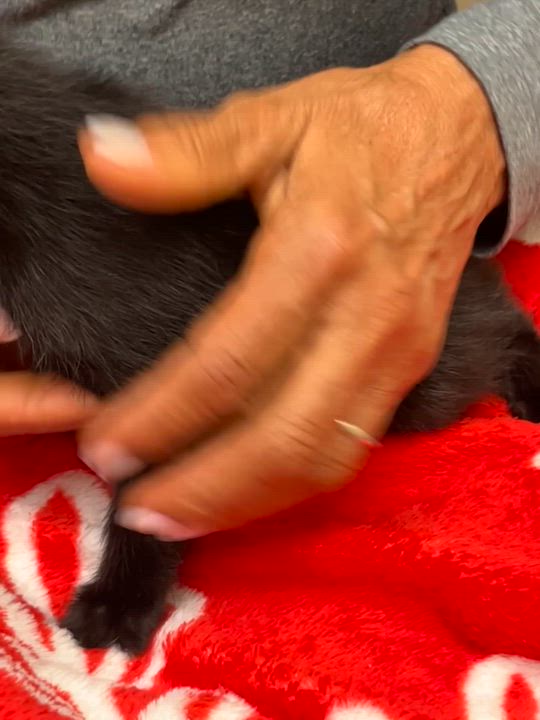 Enlarge Baby Bella, an adopted Domestic Short Hair in Parkland, FL video 3/3