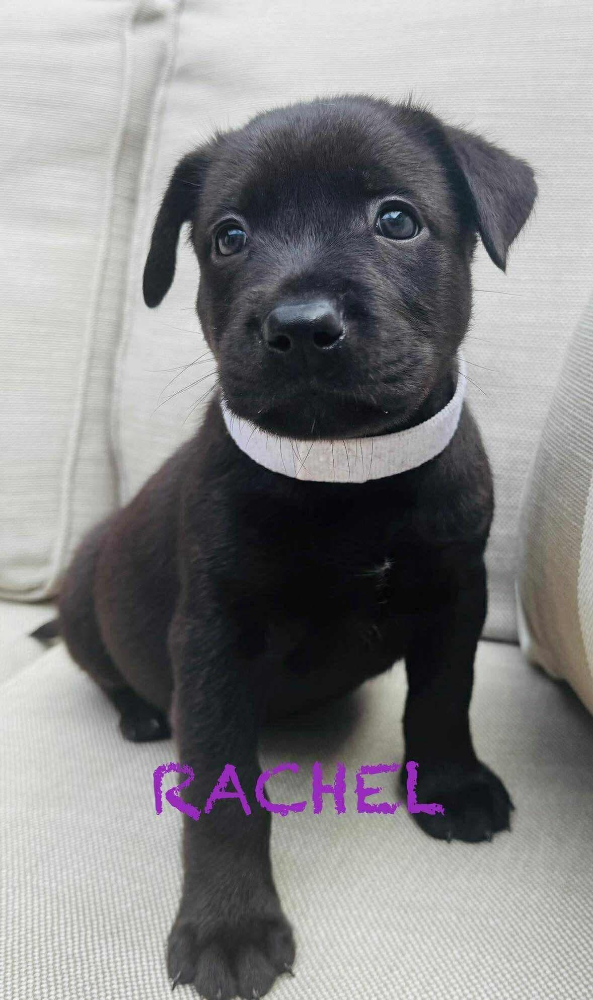 Enlarge Rachel, a Adopted Labrador Retriever in Mission Viejo, CA image 1/3