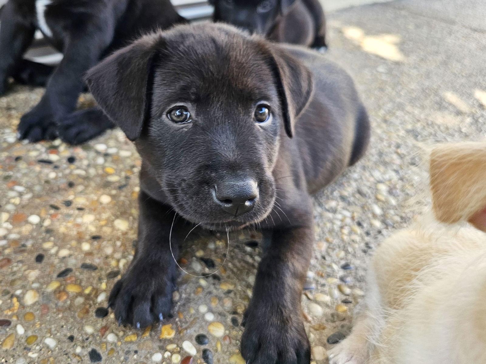 Enlarge Rachel, a Adopted Labrador Retriever in Mission Viejo, CA image 2/3