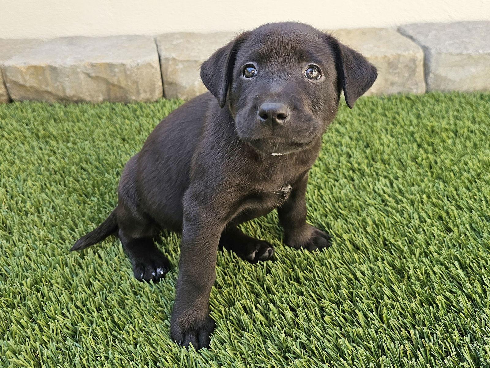 Enlarge Rachel, a Adopted Labrador Retriever in Mission Viejo, CA image 3/3