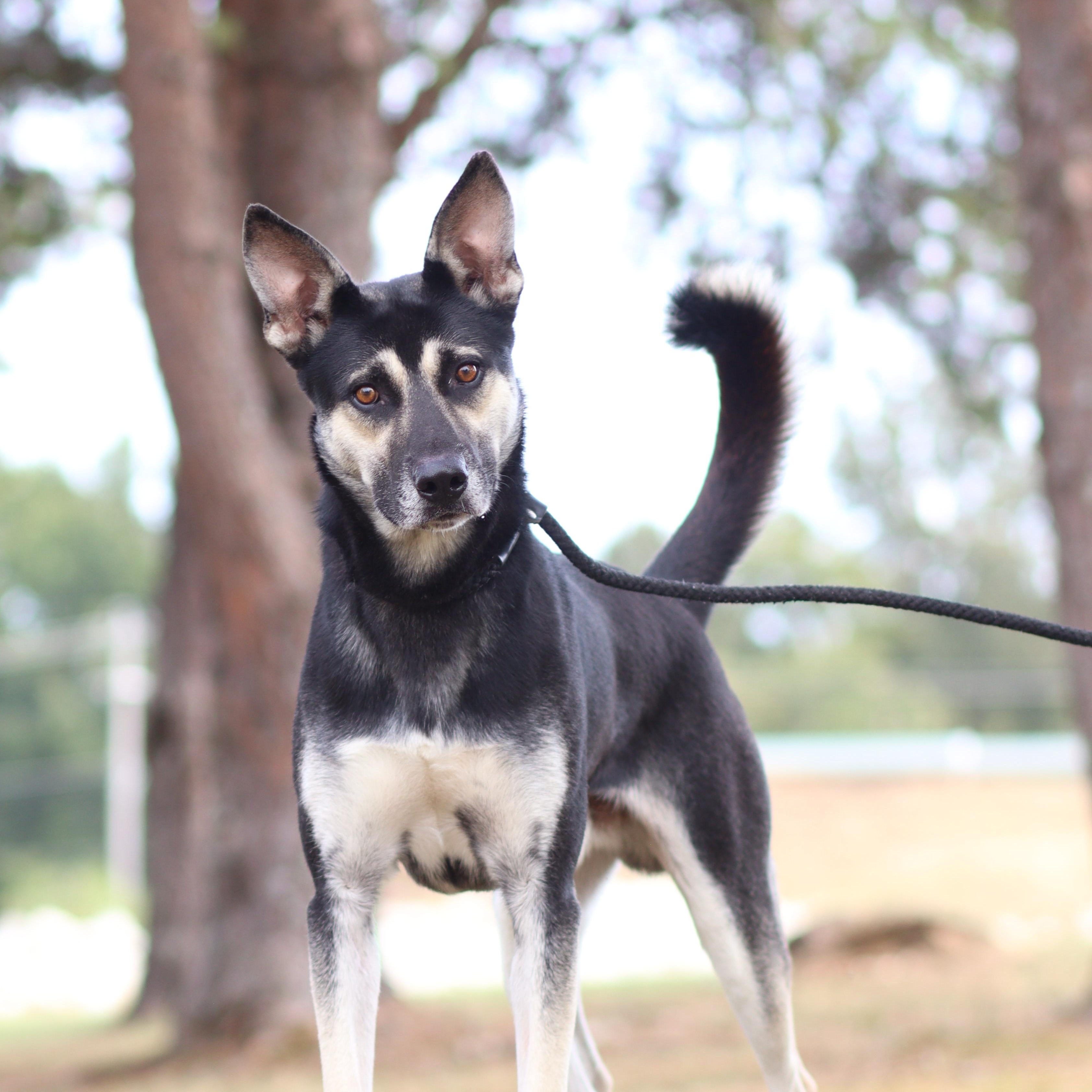 Enlarge Flint, a Adoptable German Shepherd Dog in Collierville, TN image 2/3