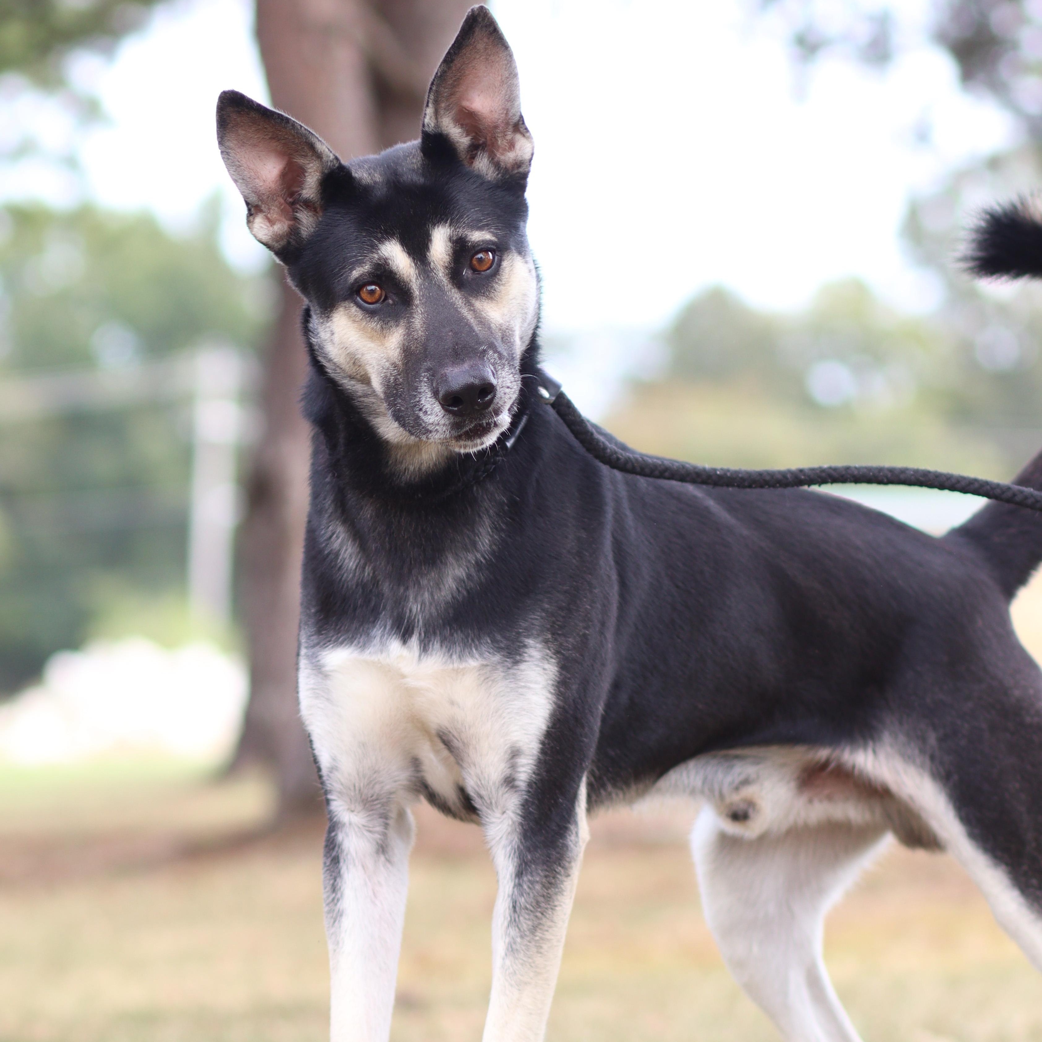 Enlarge Flint, a Adoptable German Shepherd Dog in Collierville, TN image 3/3