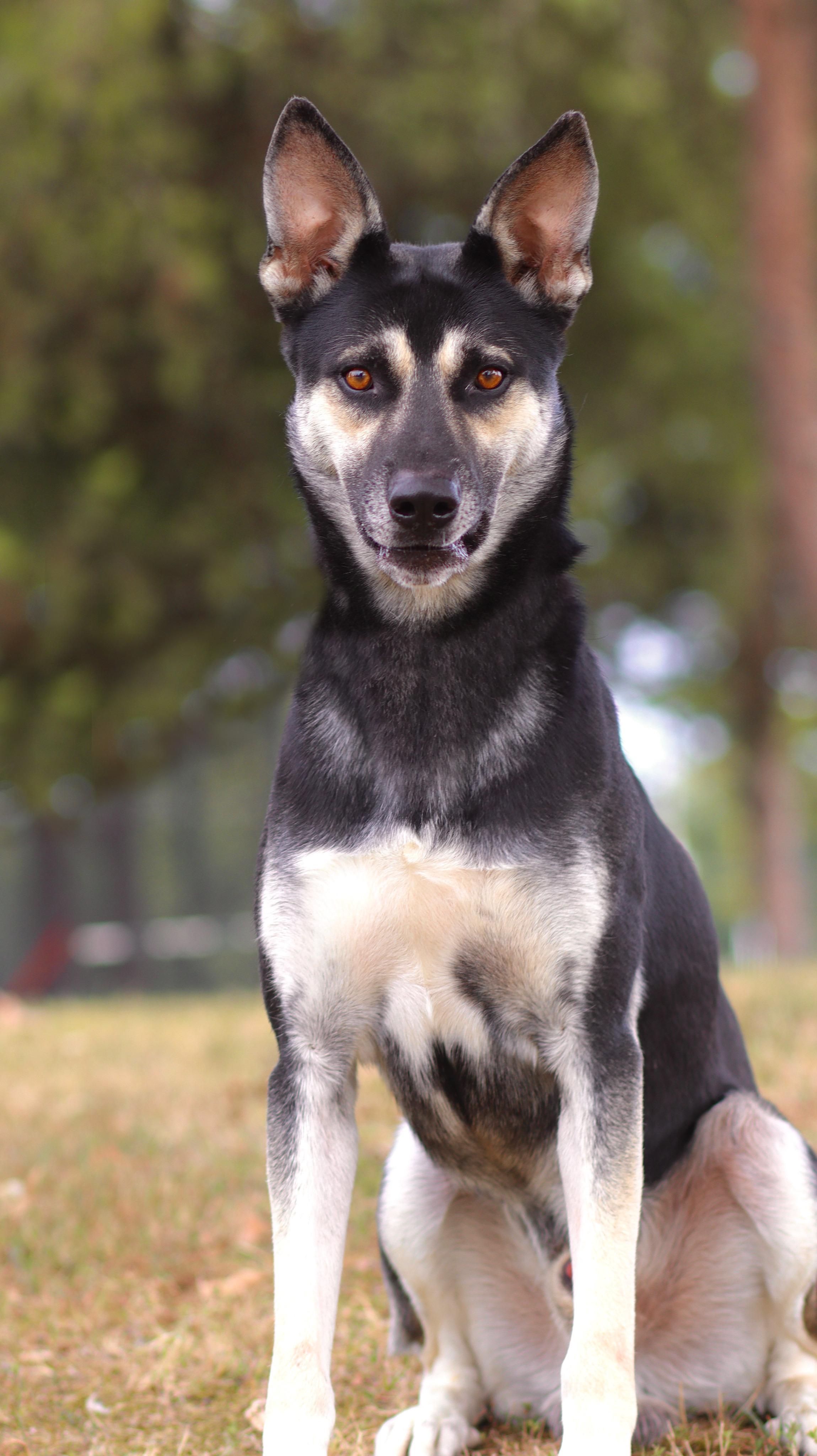 Flint, Adoptable, Young Male German Shepherd Dog.