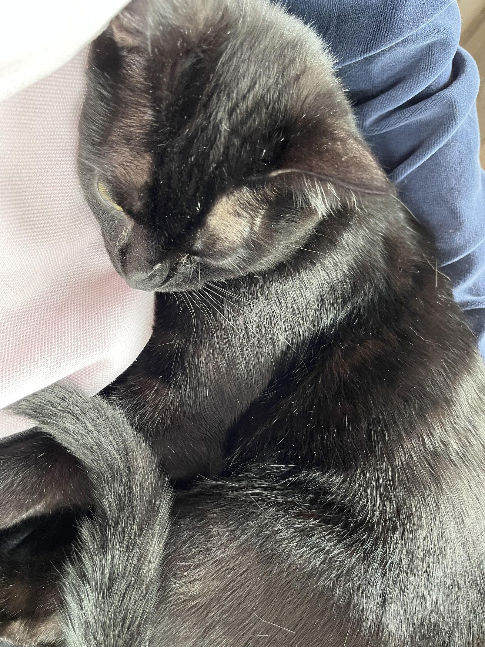 Enlarge Nyx, a Adoptable Domestic Short Hair in Traverse City, MI image 1/3