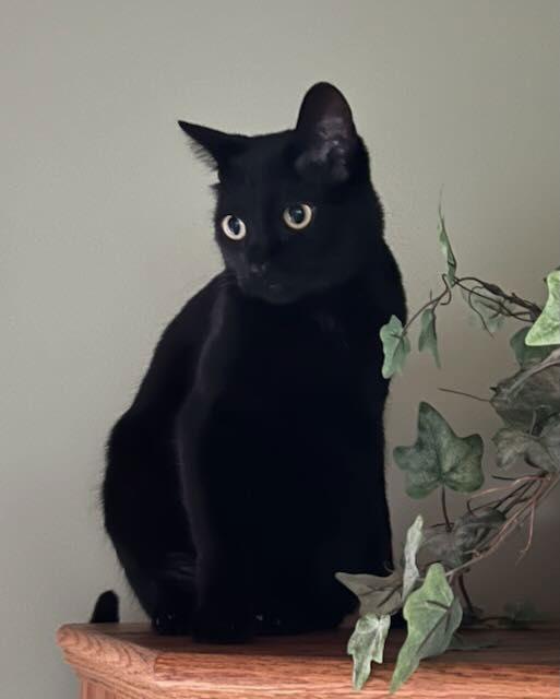 Enlarge Nyx, a Adoptable Domestic Short Hair in Traverse City, MI image 2/3