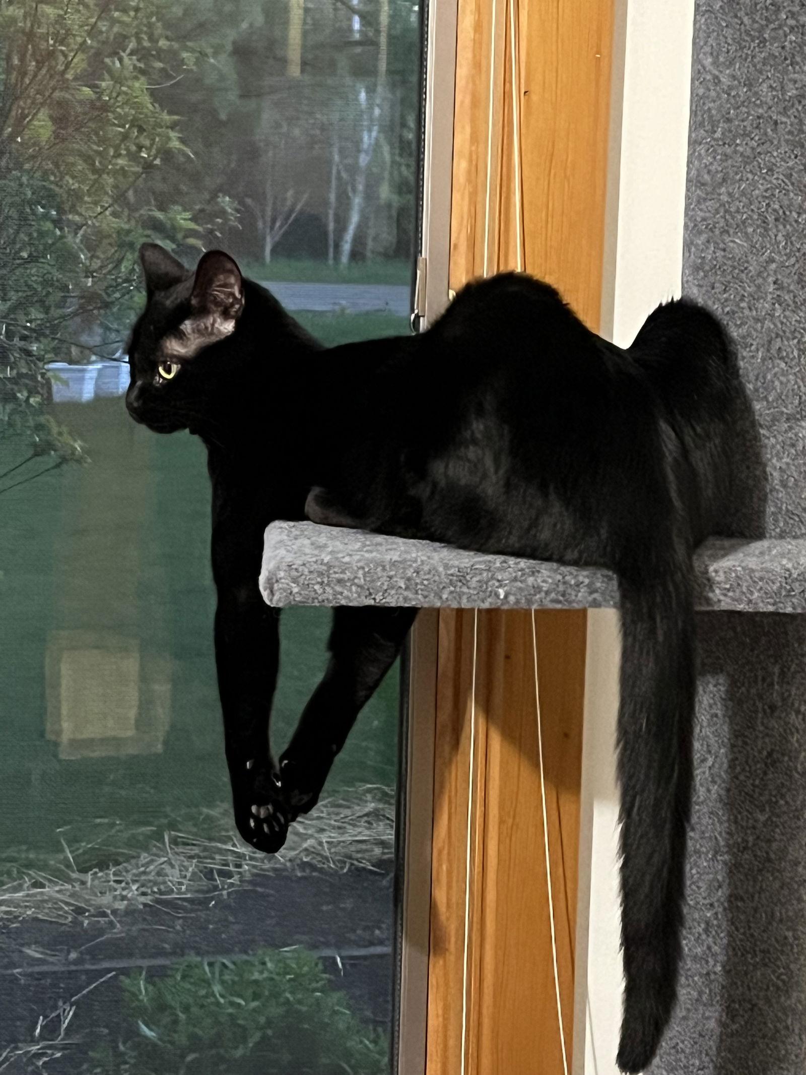 Enlarge Nyx, a Adoptable Domestic Short Hair in Traverse City, MI image 3/3