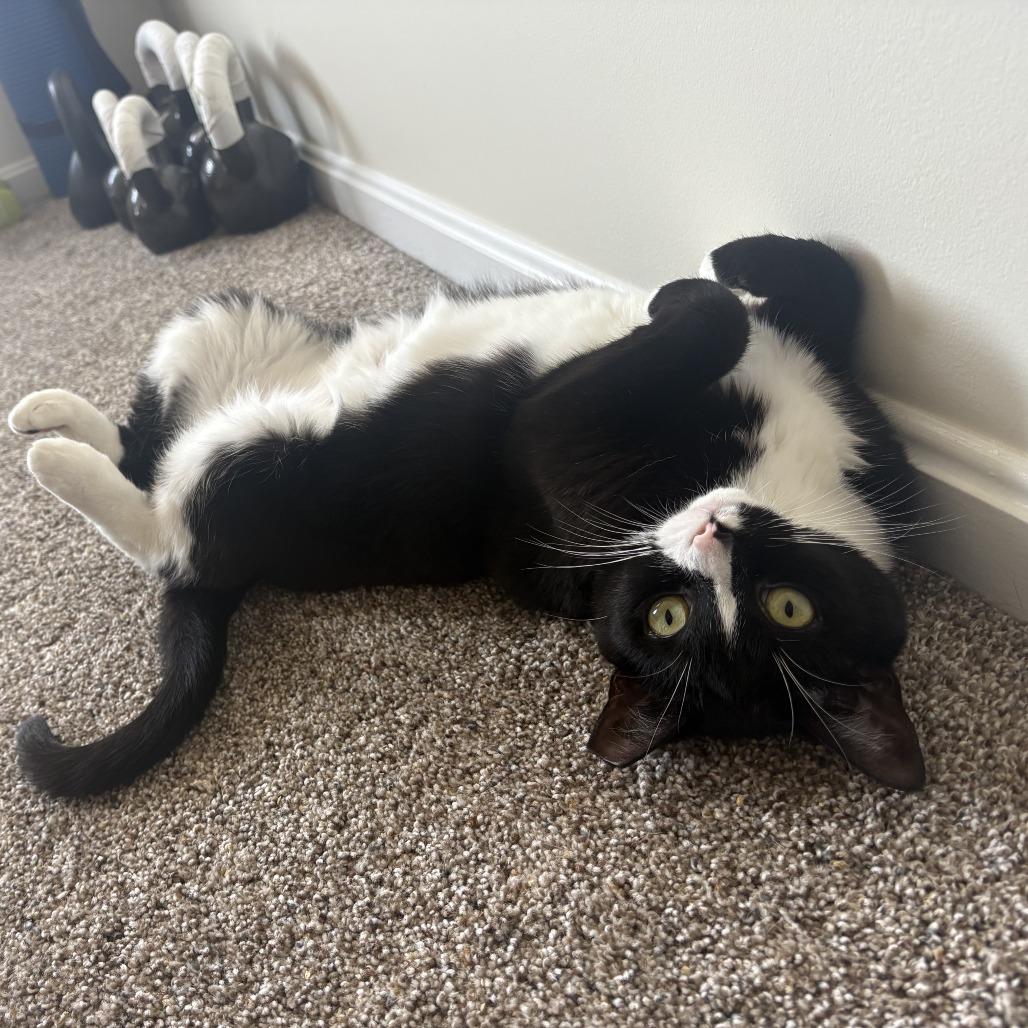 Enlarge Skinny, a Adoptable Domestic Short Hair in Fairfax, VA image 2/5