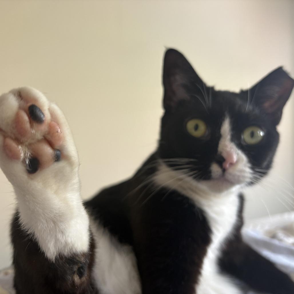 Enlarge Skinny, a Adoptable Domestic Short Hair in Fairfax, VA image 3/5