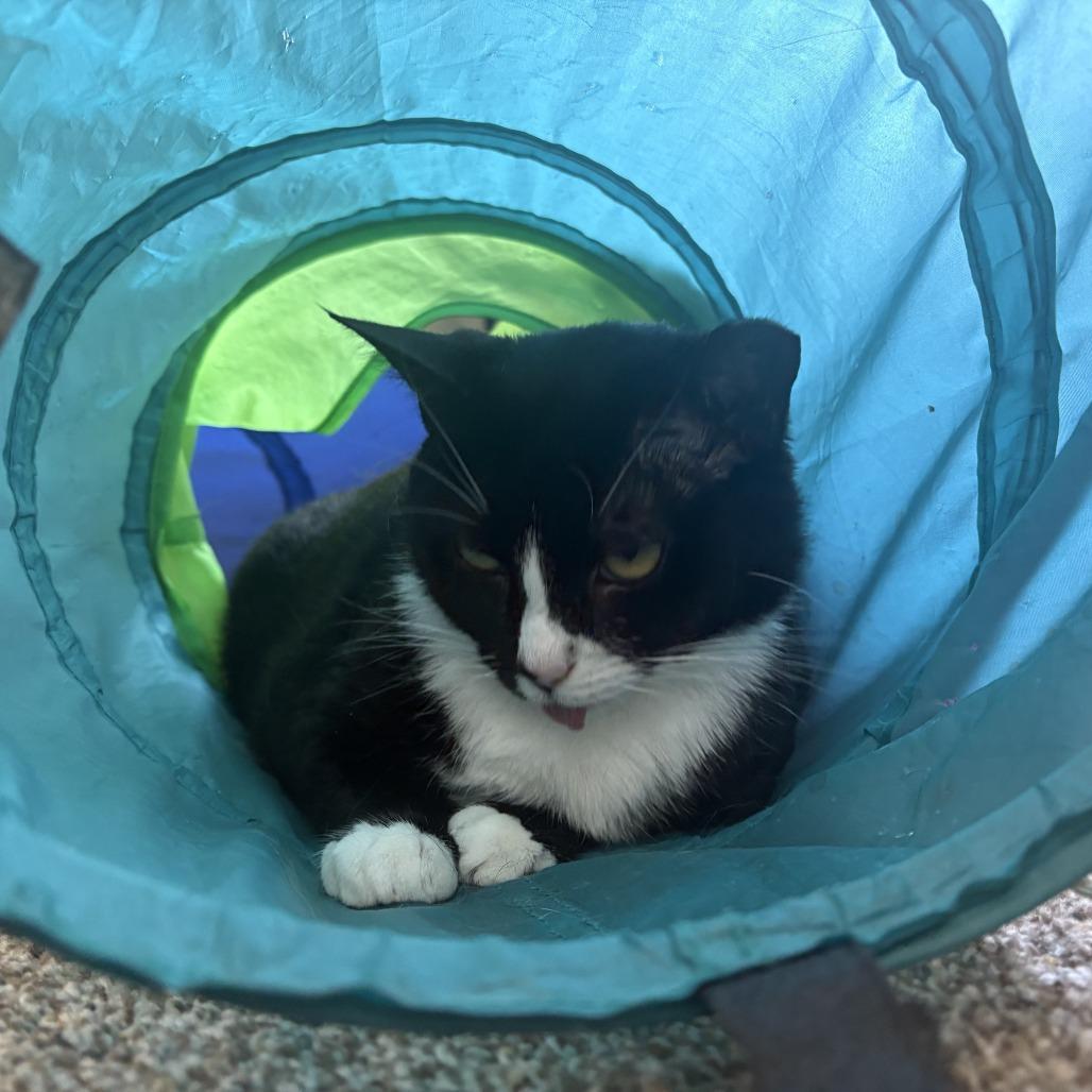 Enlarge Skinny, a Adoptable Domestic Short Hair in Fairfax, VA image 5/5