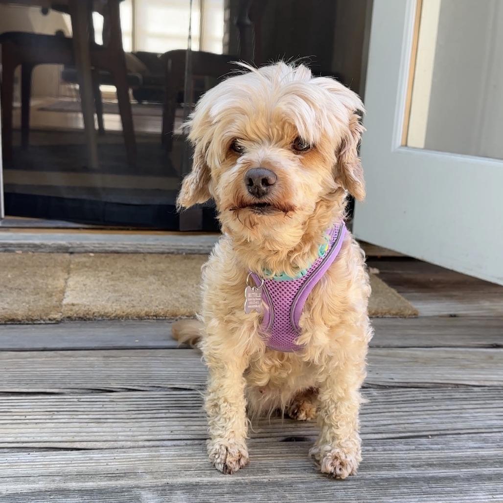 Vogue 14183, a Adoptable Miniature Poodle in San Francisco, CA image 1/6