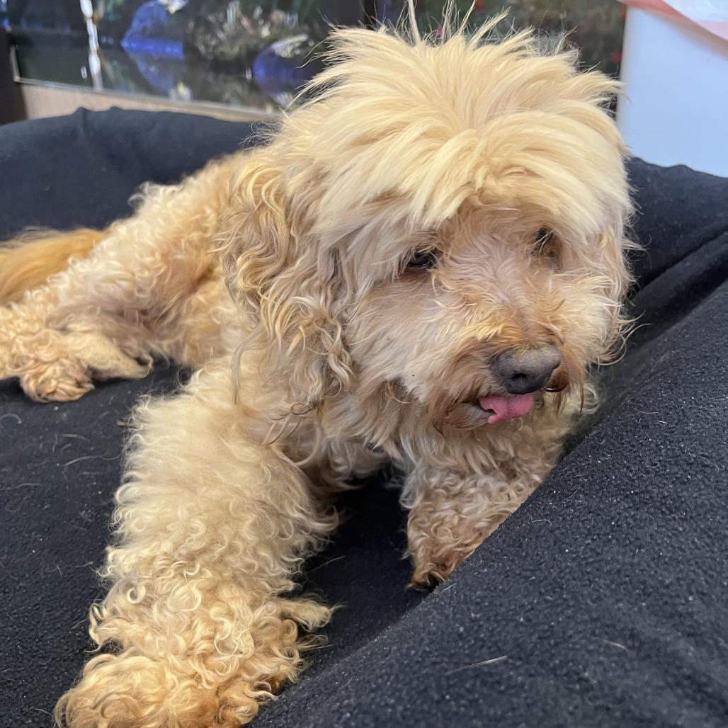 Vogue 14183, a Adoptable Miniature Poodle in San Francisco, CA image 2/6