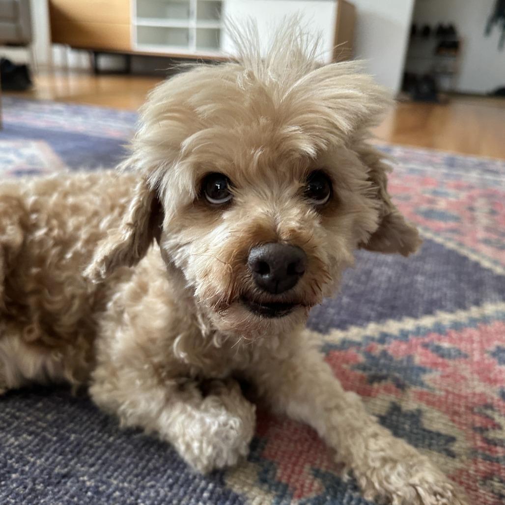 Vogue 14183, a Adoptable Miniature Poodle in San Francisco, CA image 3/6