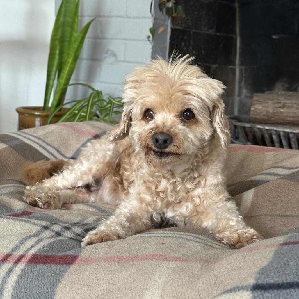 Vogue 14183, a Adoptable Miniature Poodle in San Francisco, CA image 3/6