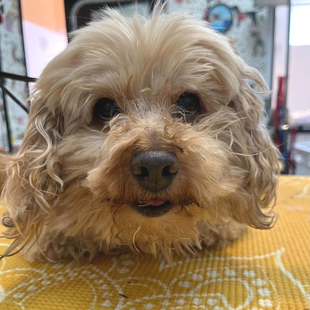 Vogue 14183, a Adoptable Miniature Poodle in San Francisco, CA image 4/6