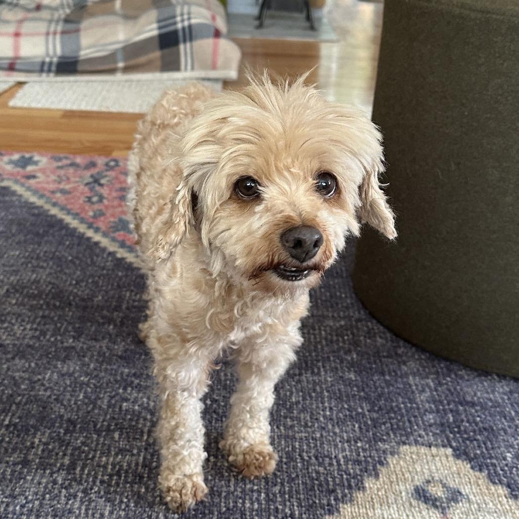 Vogue 14183, a Adoptable Miniature Poodle in San Francisco, CA image 5/6