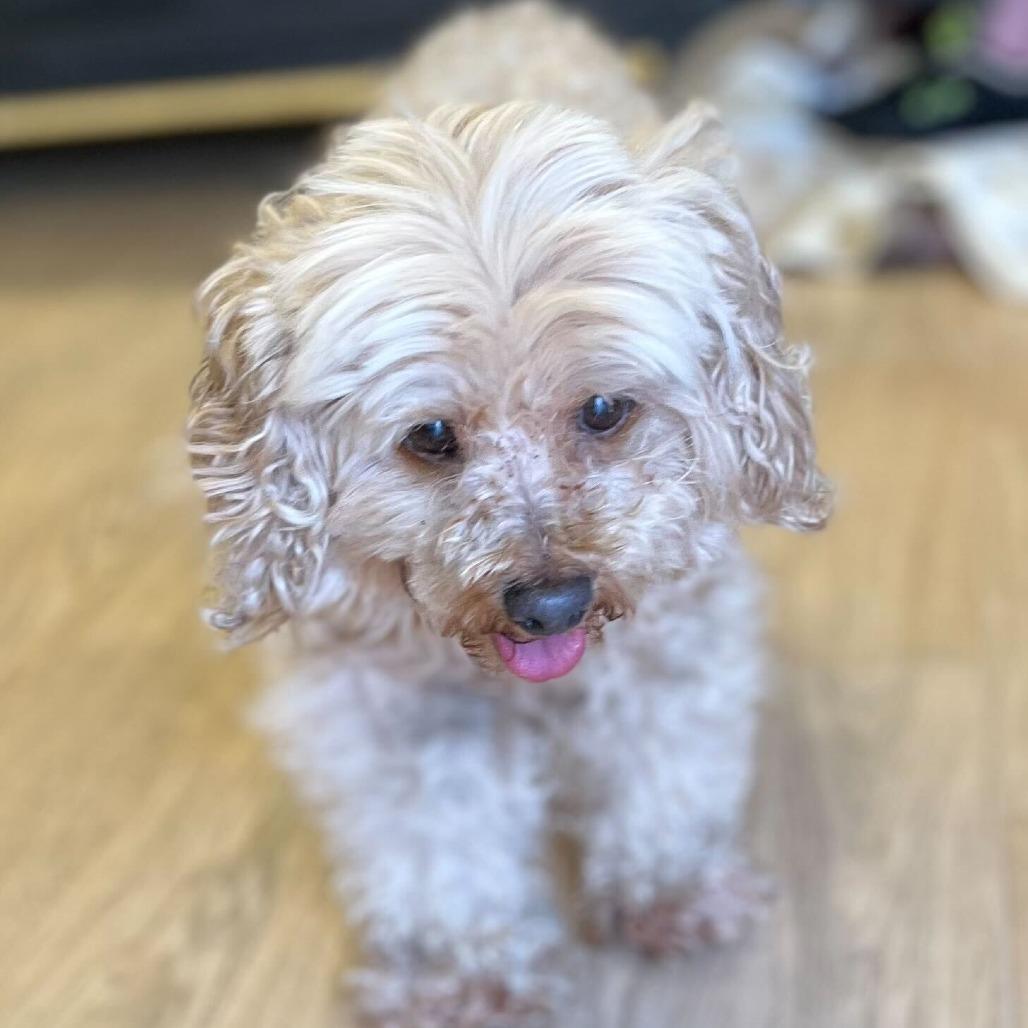 Vogue 14183, a Adoptable Miniature Poodle in San Francisco, CA image 6/6
