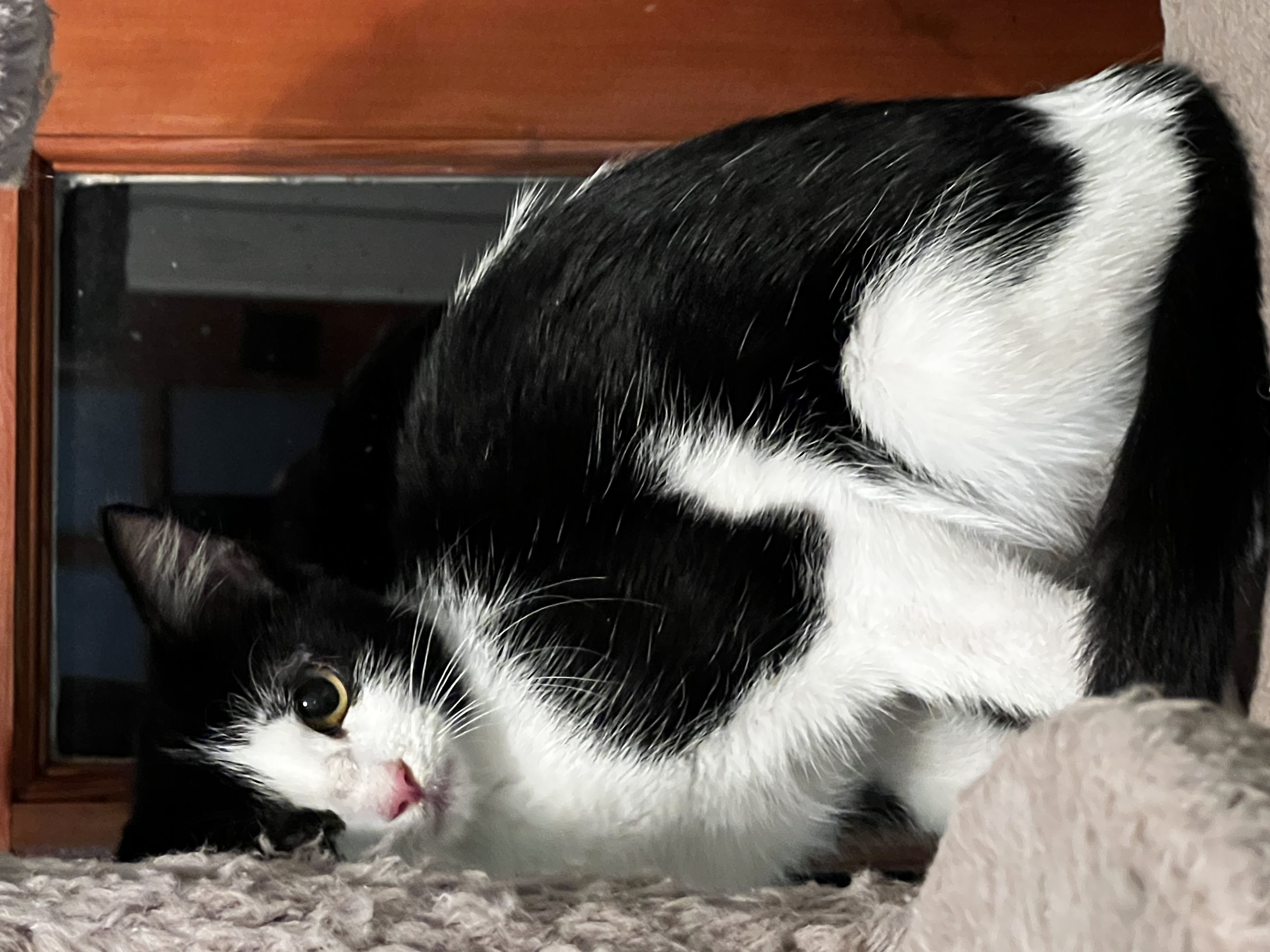 Domino, Adoptable, Young Female Domestic Medium Hair.