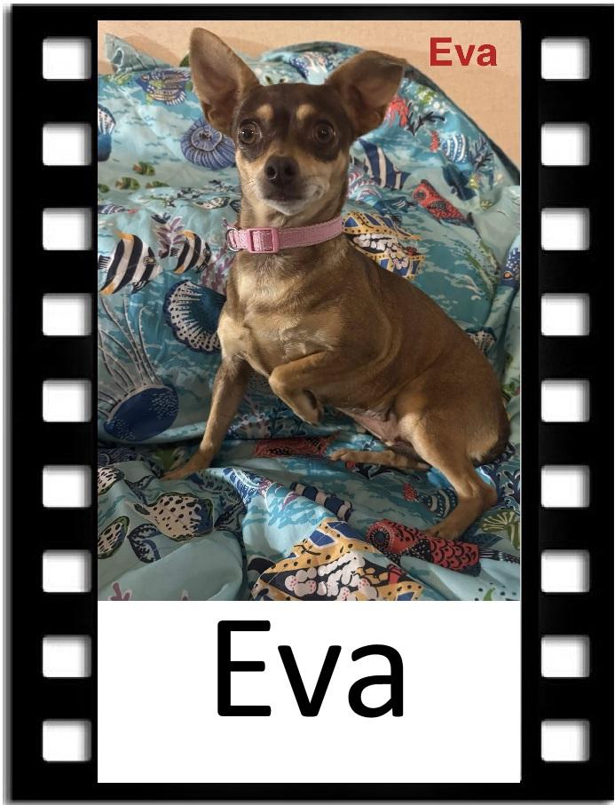 Eva, ADOPTABLE, Adult Female Chihuahua.